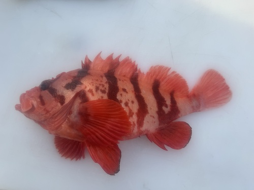 Tiger rockfish (Sebastes nigrocinctus) — Sebastidae — 3