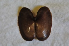 Hiatula alba