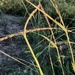 Astrebla - Photo (c) spookpadda, osa oikeuksista pidätetään (CC BY-NC)