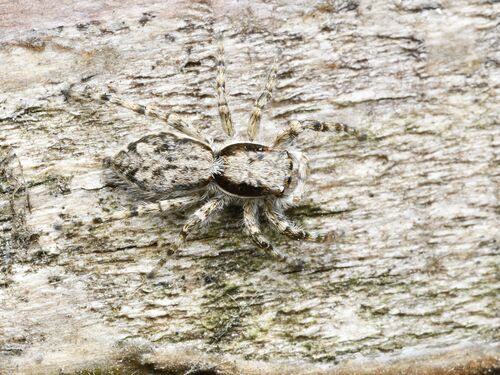 Gray Wall Jumping Spider