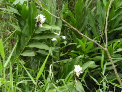 Hedychium coronarium