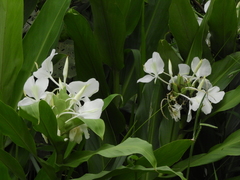 Hedychium coronarium