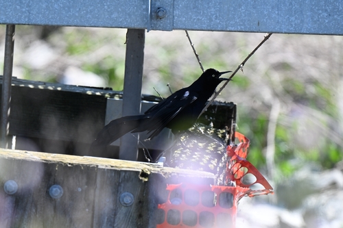 Sonoran Great-tailed Grackle