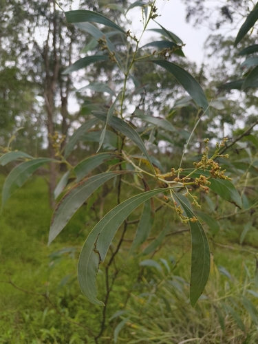 sickle wattle (Acacia falcata)
