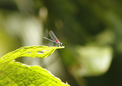 Hetaerina gallardi