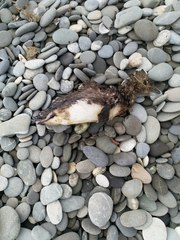 Eudyptula minor minor