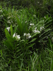 Hedychium coronarium