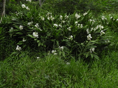 Hedychium coronarium