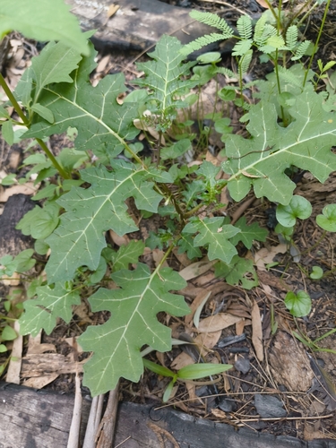 Forest Nightshade (Solanum prinophyllum)