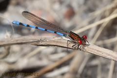 Argia joergenseni