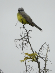 Tyrannus melancholicus