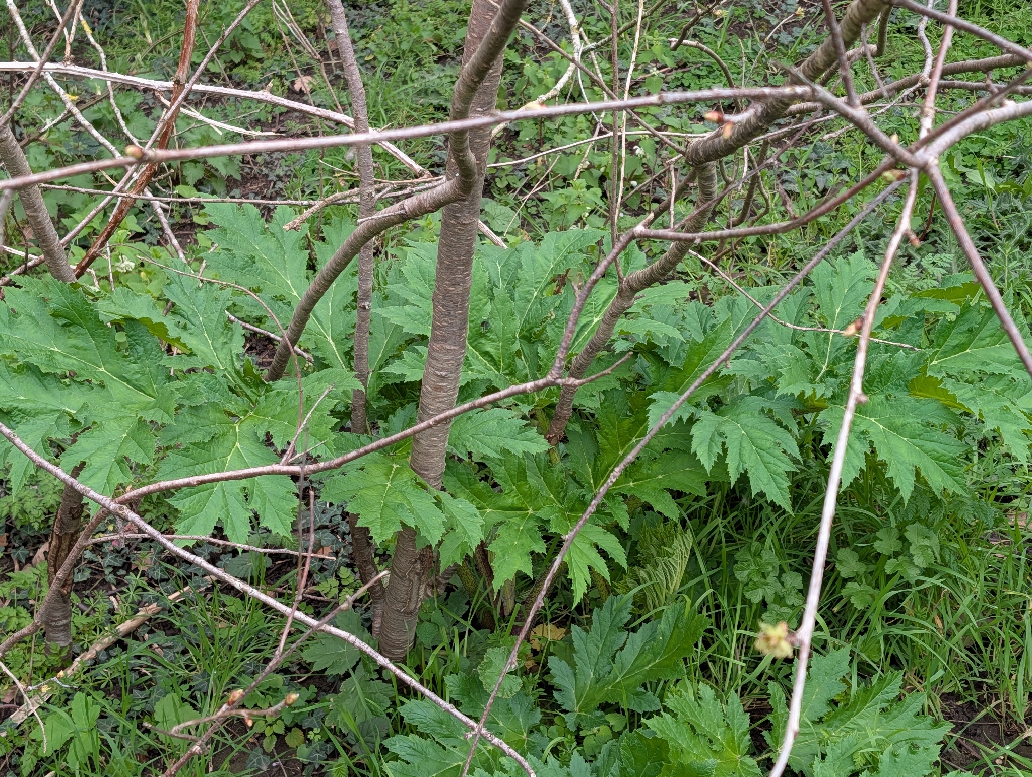Imagem de Heracleum mantegazzianum