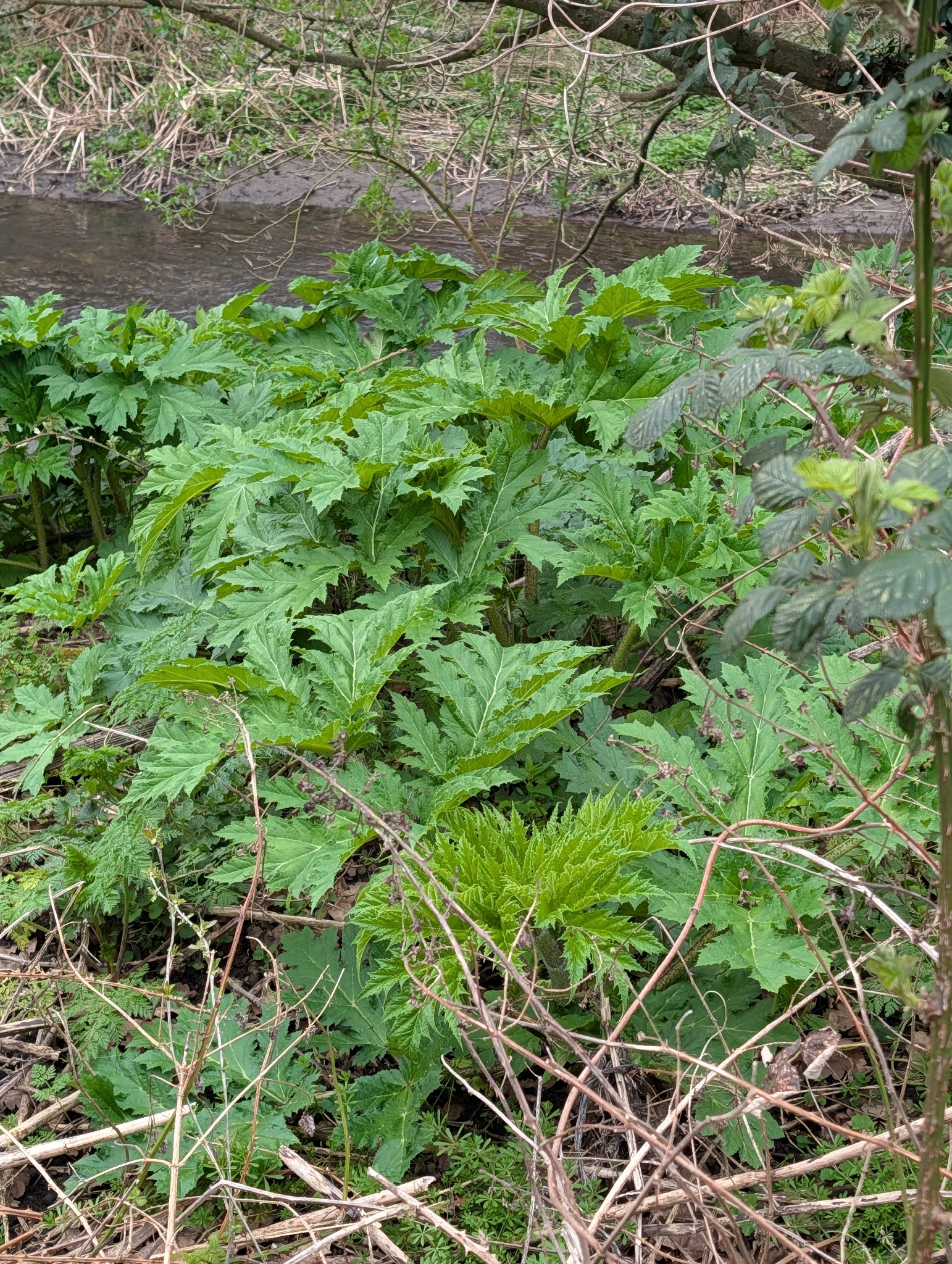Imagem de Heracleum mantegazzianum