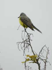 Tyrannus melancholicus