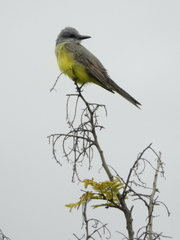 Tyrannus melancholicus