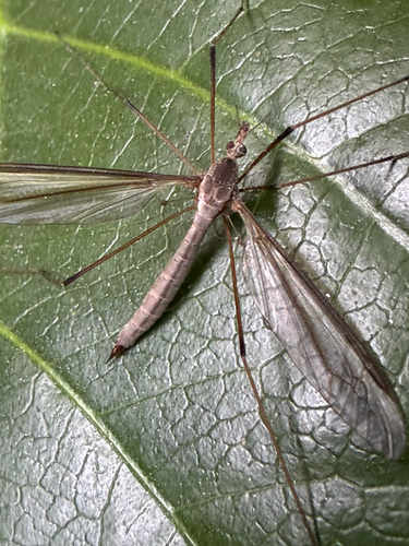 Unknown species found near Vernon St, Roseville, CA, US
