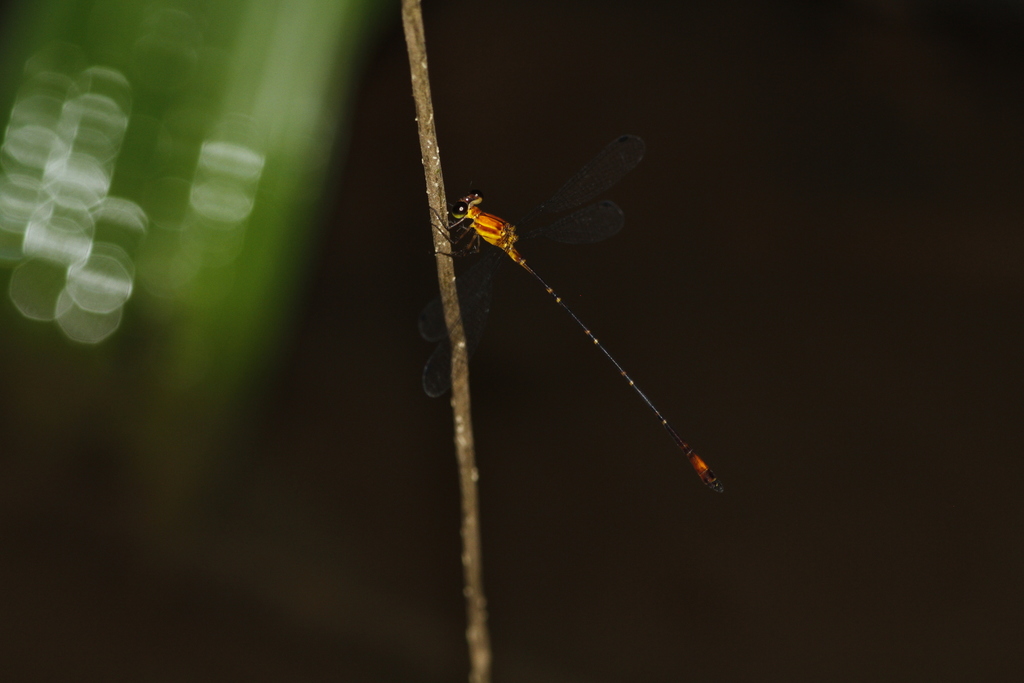 Heteragrion ictericum