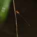 Heteragrion ictericum - Photo (c) Julien Renoult, some rights reserved (CC BY), uploaded by Julien Renoult