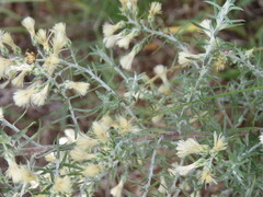 Baccharis artemisioides