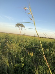 Themeda avenacea