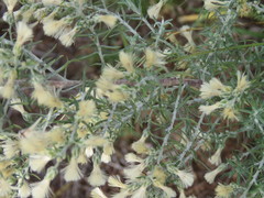 Baccharis artemisioides