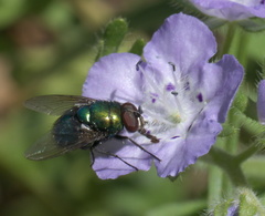 Lucilia illustris