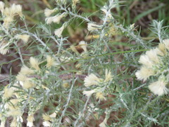 Baccharis artemisioides