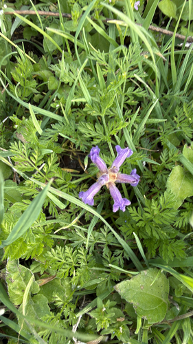 Orobanche ramosa, photograph 2
