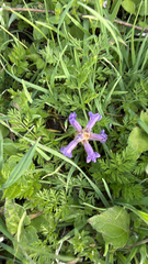 Orobanche ramosa, photograph Adrian Gonzalez, CC0, iNaturalist via GBIF