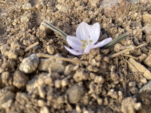 Acı çiğdem (Colchicum triphyllum)