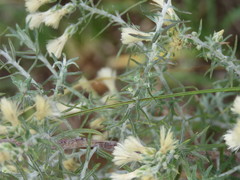 Baccharis artemisioides