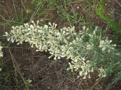 Baccharis artemisioides