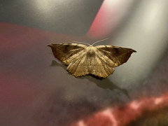 Eutrapela clemataria