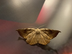 Eutrapela clemataria