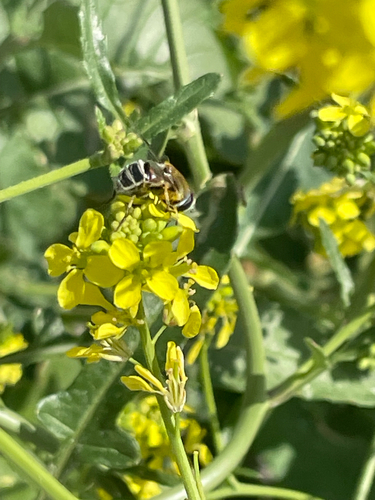 Unknown species found near W Memory Ln, Santa Ana, CA, US
