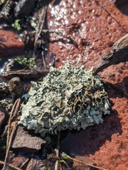 Xanthoparmelia viriduloumbrina