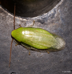 Panchlorinae