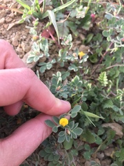 Acmispon wrangelianus