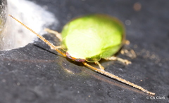 Panchlorinae