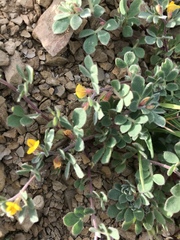 Acmispon wrangelianus