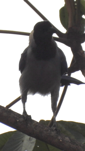 Violaceous Jay (Cyanocorax violaceus), photo 4