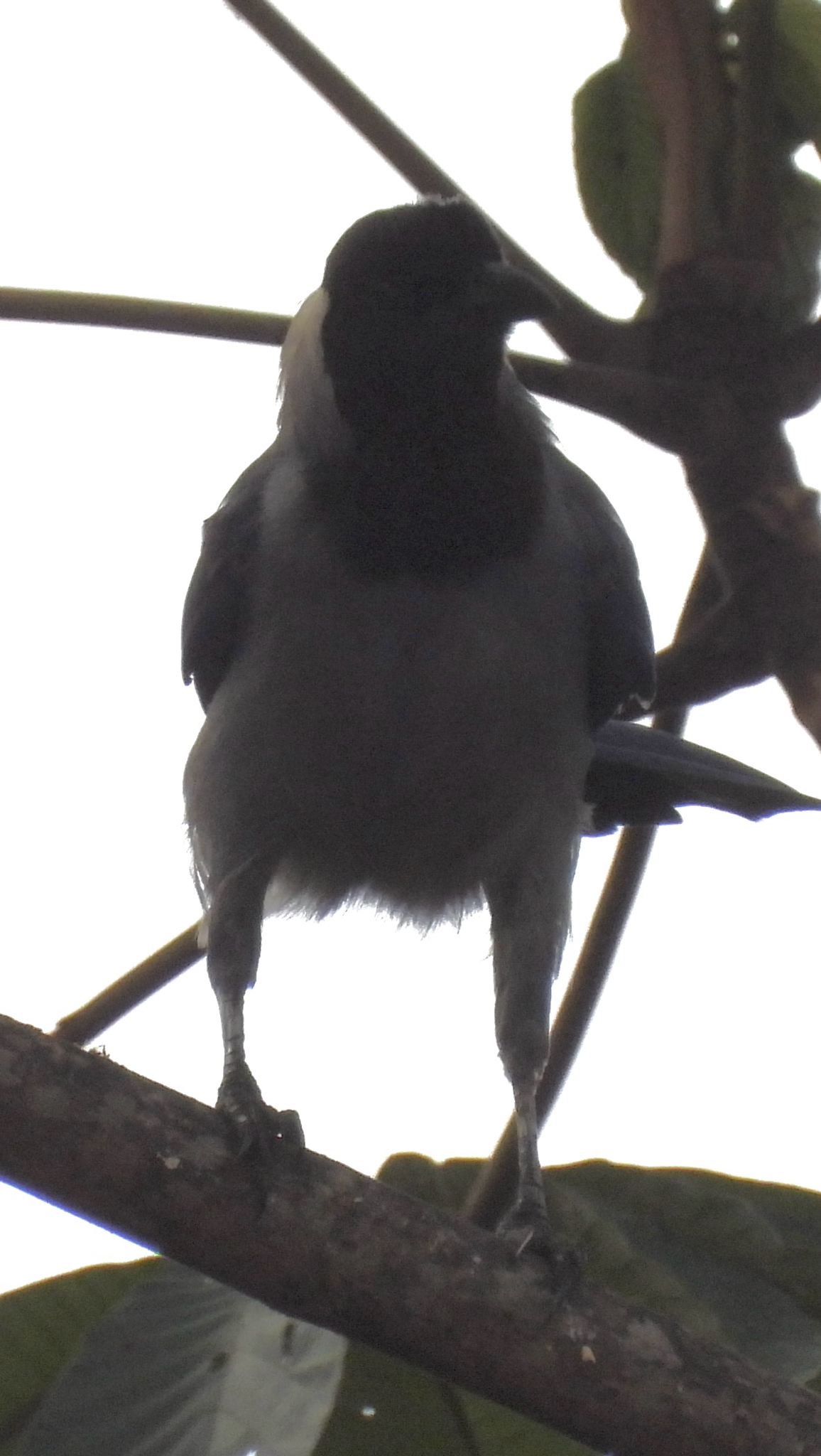Violaceous Jay (Cyanocorax violaceus), photo 5