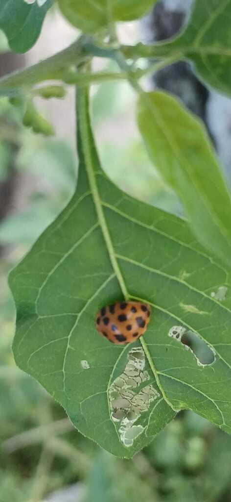 Hadha Insect Hadda Beetle from Aparecida, Santos - SP, Brasil on March 16, 2026 at ...
