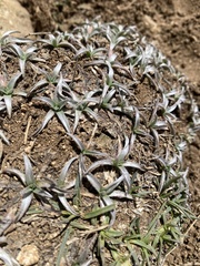 Catananche caespitosa
