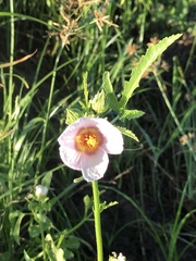 Hibiscus verdcourtii