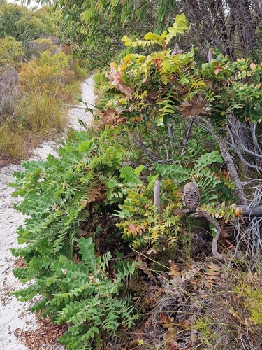 Giant Banksia (Banksia grandis)