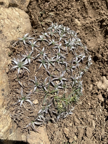 Catananche caespitosa, photograph 2