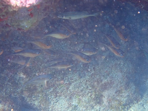 Pempheris schomburgkii