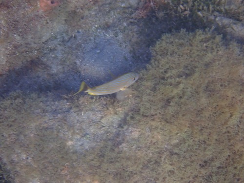Haemulon sciurus