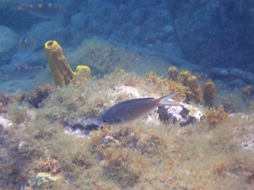 Azurina multilineata